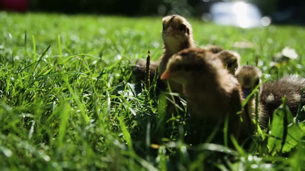 Little duck and chicken are resting in the grass