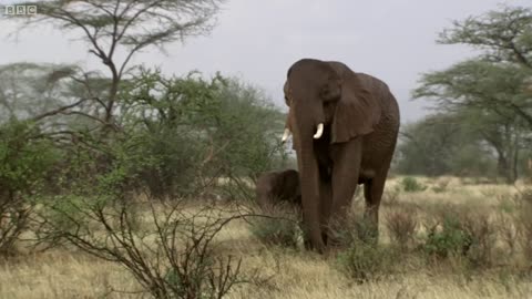 Mother Elephant's Life Held in the Balance | This Wild Life | BBC Earth