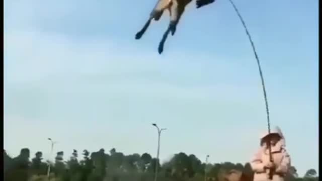 She rode off down the road with the dog running behind.