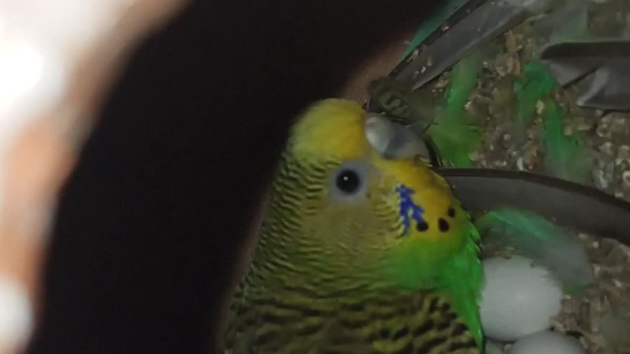 Budgie Mommy taking care of her babies