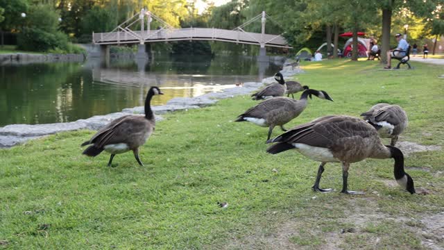 Canadian goose in the park