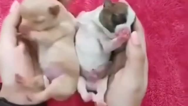 Cute baby dogs🥰