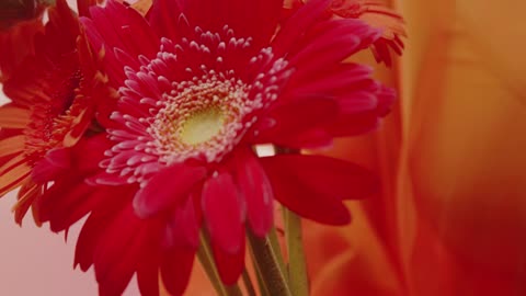 close-up-woman-holding-flowers