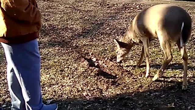 Dog and Deer at Play