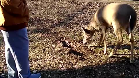 Dog and Deer at Play