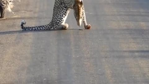 who is the boss ,from tiktok @africaadventure #shorts