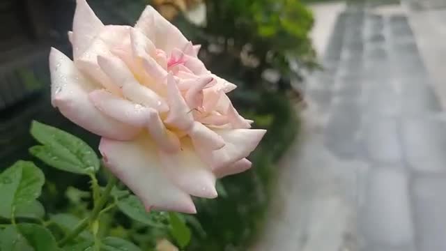 White roses growing in my backyard.