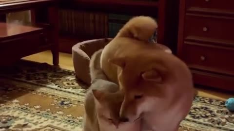 Cat and dog