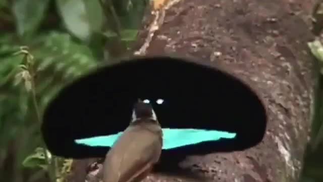 Wonderful Bird Of Paradise. | Interesting Facts #Shorts #topchannel