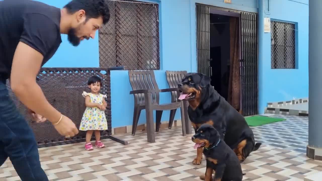 Dog training video