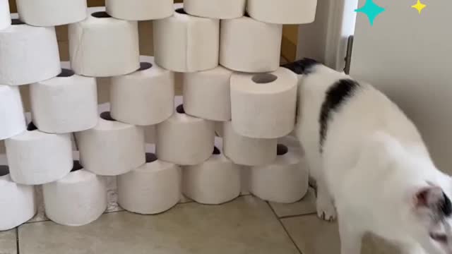 Funny cat#cat challenge