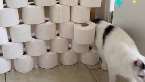 Funny cat#cat challenge