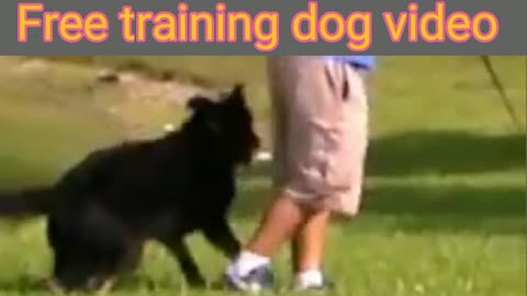 How to make Dog Become Fully Aggressive With Few simple Tips. Dog Training video