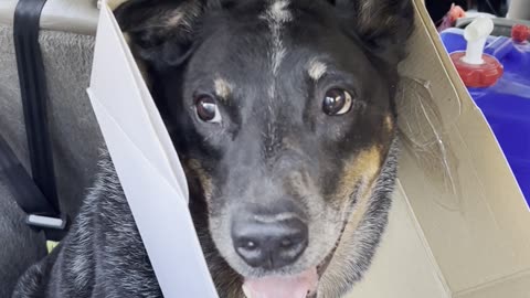 Blue Heeler Gets Head Stuck in Box