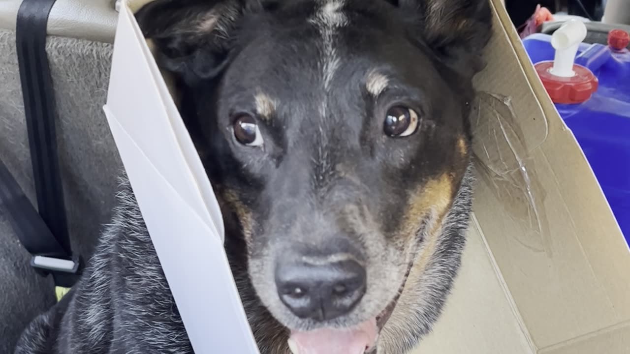 Blue Heeler Gets Head Stuck in Box