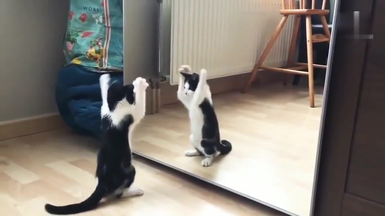 Cat funny video.cat fight in mirror.