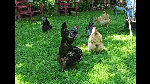 Garden/ Turkeys