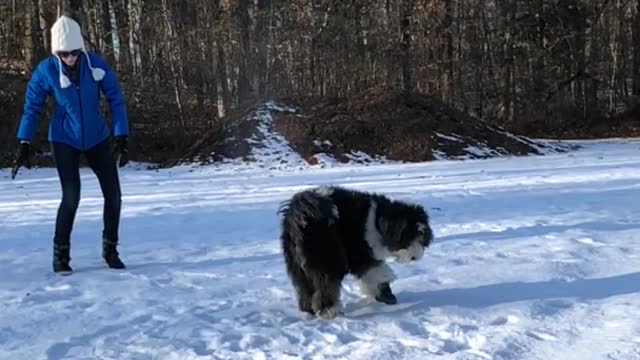 Blue sweater girl slow motion throws snow on black dog