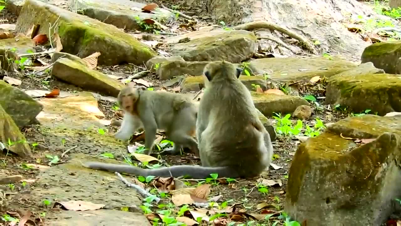 A monkey having sex amazing video 🙈