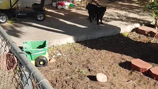 Cats welcoming me home