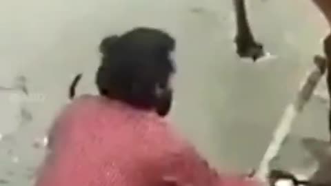 🐕🐕🐕5 Danger Dogs🐕🐕