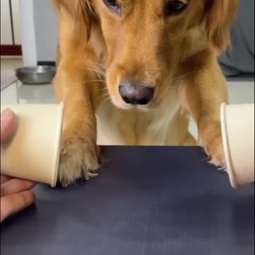 golden retriever confused during magic trick