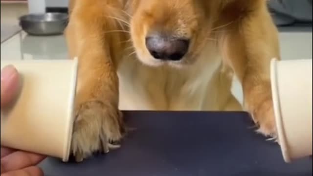 golden retriever confused during magic trick