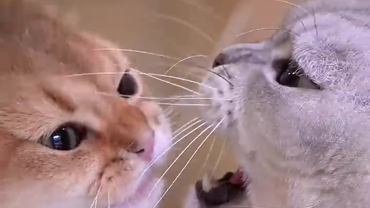 Funny cat moment