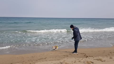 The first Welsh Corgi to see the sea.