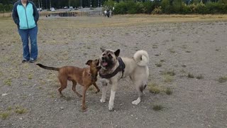 Rose the Akita pup practicing her moves