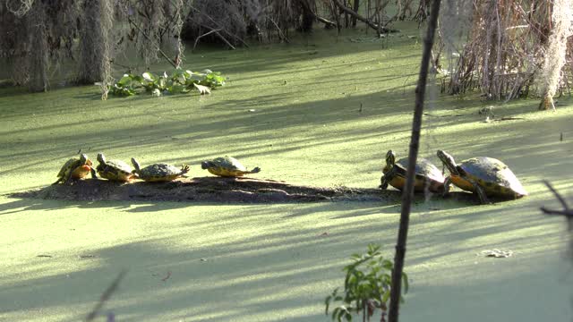 Aquatic Turtles called Florida Cooter basking on a log