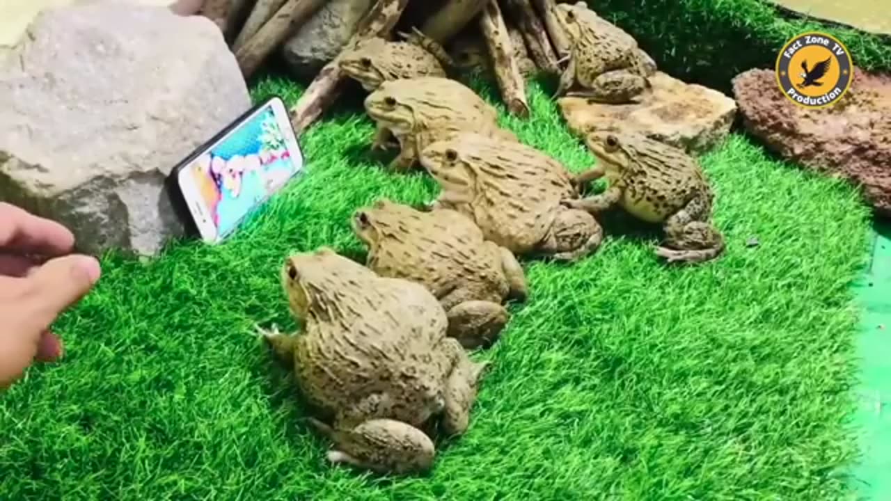 Funny Animal Video