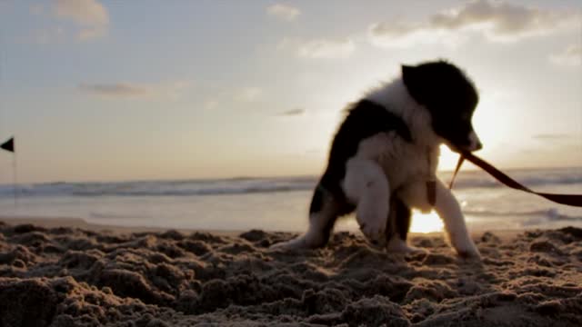 Fun Puppy On The Beach.