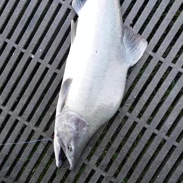 The "transformation" of the Pink Salmon into the "Humpback) 8/28/22