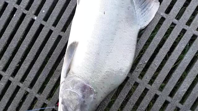 The "transformation" of the Pink Salmon into the "Humpback) 8/28/22