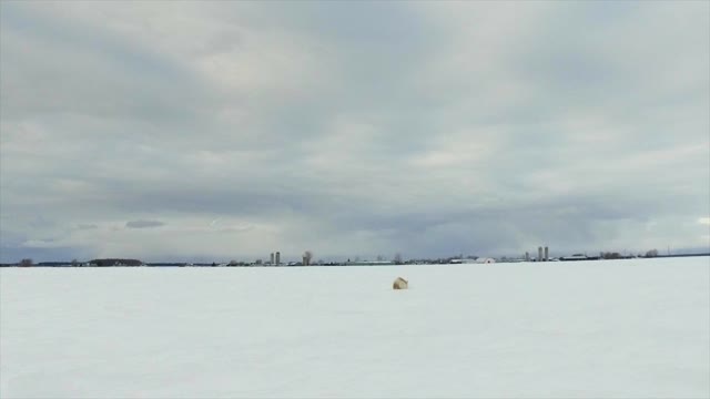 Snowy Owl Swoops in for Mouse