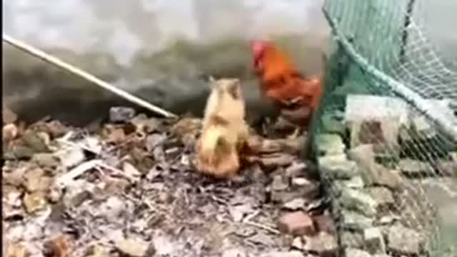 Chicken VS Dog Fight - Funny Dog Fight Videos