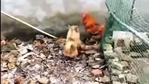 Chicken VS Dog Fight - Funny Dog Fight Videos