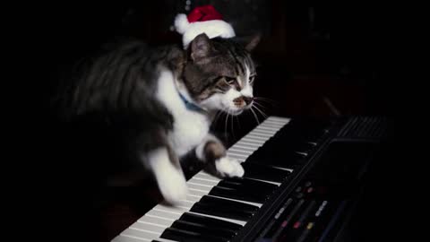 A funny cat wearing a Santa Claus hat playing a keyboard or organ