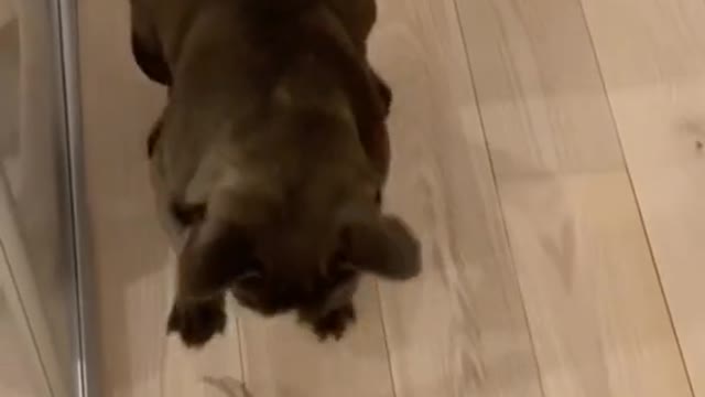 The way he flipped over trying to run away ðŸ˜ðŸ˜‚😂
