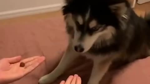 Dog gets shocked