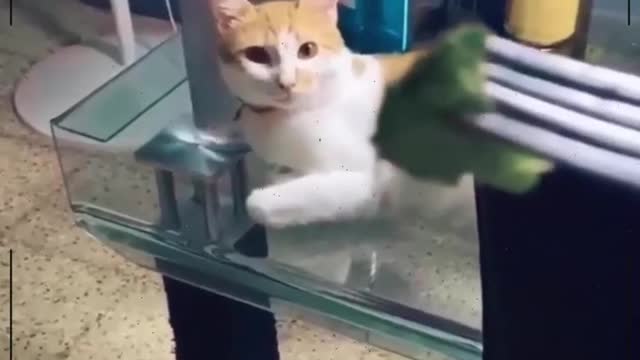 Funny Cats 2022- Funny cat reaction - funny video