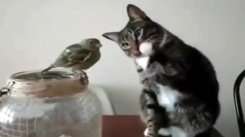 The funniest and fluffy animals 06