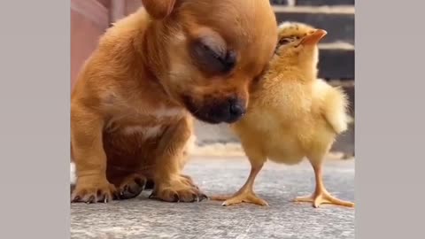 Cute baby & cute chosen support cute puppy