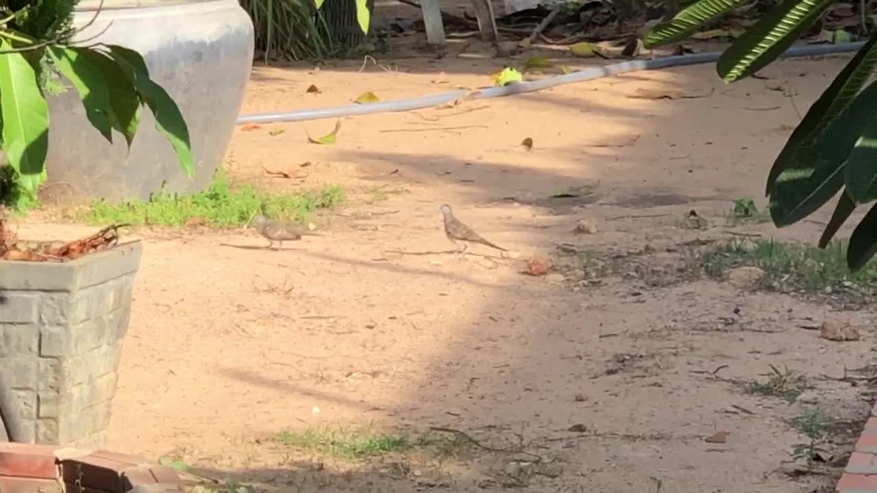 Couple of Doves