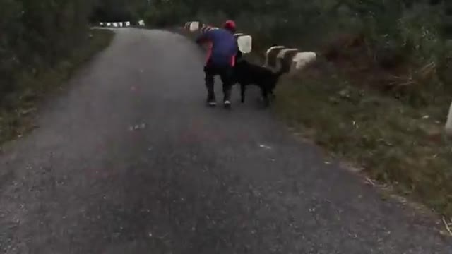 Rottweiler Attack