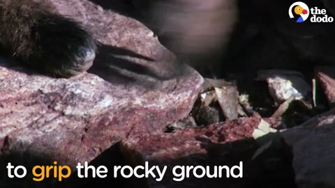 This Animal Can Run Straight Up A Cliff