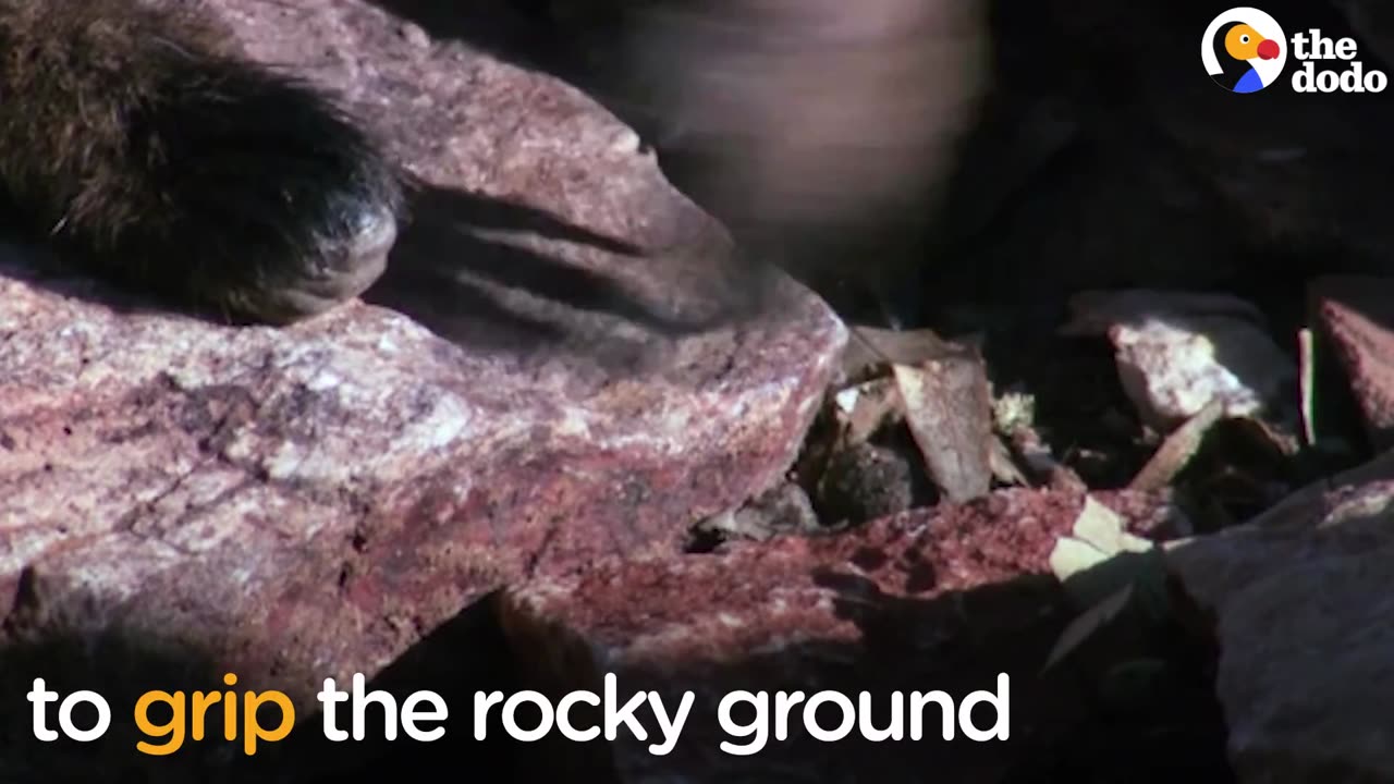 This Animal Can Run Straight Up A Cliff
