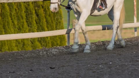 Horse hooves stepping in mud. White Lipizzan walking around inside the fence in nature person riding