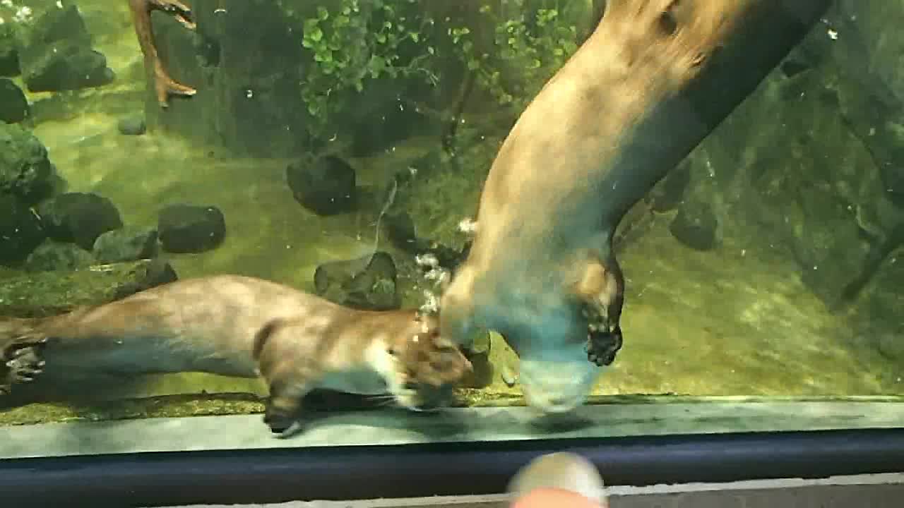 Otters Chasing Shoes